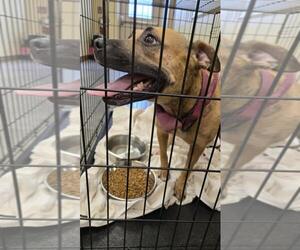 Medium American Pit Bull Terrier Mix