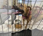 Small American Pit Bull Terrier Mix