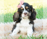 Small #2 Cocker Spaniel