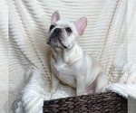 Small Photo #23 French Bulldog Puppy For Sale in BRYAN, TX, USA