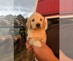 Small Photo #8 Pyredoodle Puppy For Sale in PAULDING, OH, USA