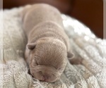 Small French Bulldog