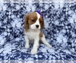 Small #5 Cavalier King Charles Spaniel