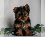 Small #2 Yorkshire Terrier