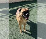 Small #4 Pug Mix