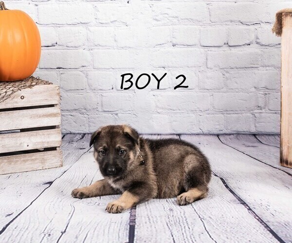 Medium Photo #7 German Shepherd Dog-Wolf Hybrid Mix Puppy For Sale in SAN DIEGO, CA, USA