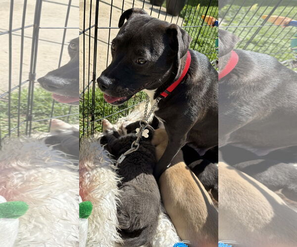 Medium Photo #2 American Pit Bull Terrier-Labrador Retriever Mix Puppy For Sale in Holly Springs, NC, USA