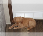 Small Photo #22 Golden Retriever Puppy For Sale in SPENCER, TN, USA