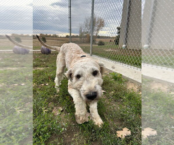 Medium Photo #2 Mutt Puppy For Sale in Pierceton , IN, USA