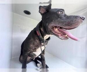 Mutt Dogs for adoption in Houston, TX, USA