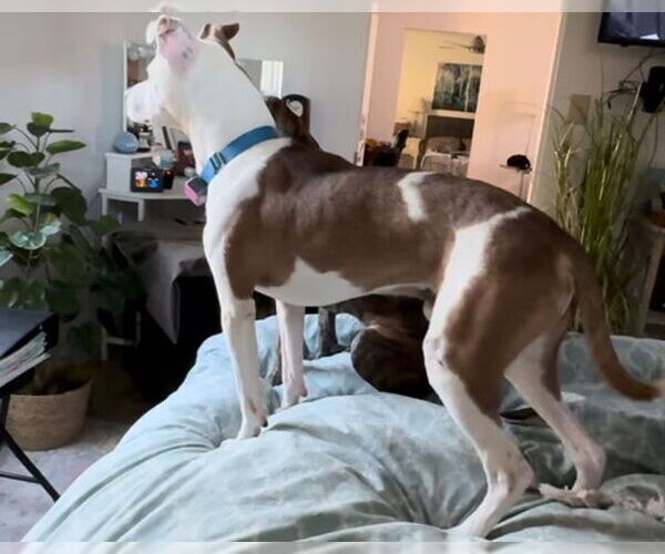 Medium Photo #28 Mutt Puppy For Sale in Atlanta, GA, USA