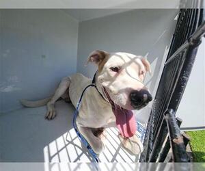 American Bulldog-Unknown Mix Dogs for adoption in Houston, TX, USA