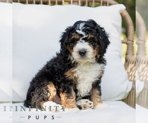 Bernedoodle (Miniature) Puppy for sale in NARVON, PA, USA