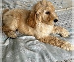Small Photo #13 Goldendoodle Puppy For Sale in PENSACOLA, FL, USA