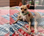 Small #2 Chihuahua Mix