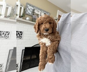 Goldendoodle (Miniature) Puppy for sale in NEWARK, NJ, USA