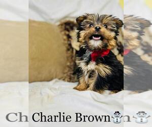 Yorkshire Terrier Puppy for sale in ALGOOD, TN, USA