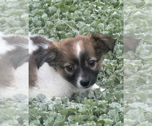 Medium Photo #3 Chihuahua Puppy For Sale in CANOGA, NY, USA