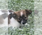 Freddie - Male Chihuahua Puppy for Sale - Photo #3