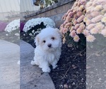 Small #2 Havanese