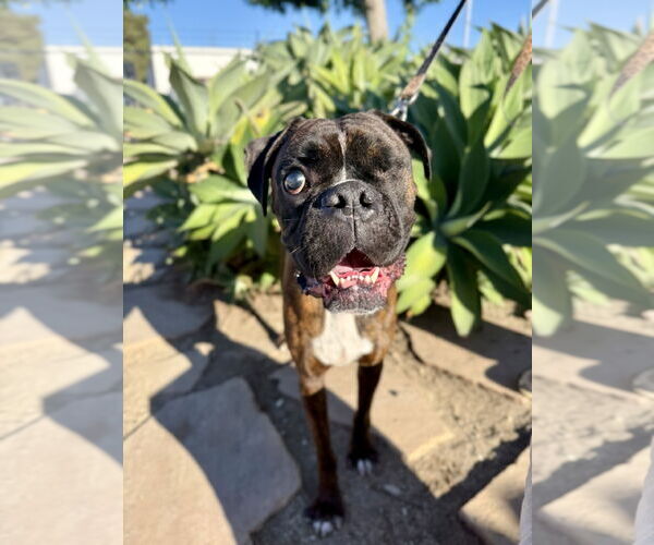 Medium Photo #1 Boxer Puppy For Sale in Seal Beach, CA, USA