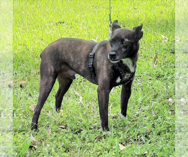 Medium Photo #4 Mutt Puppy For Sale in Lafayette, LA, USA
