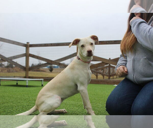 Medium Photo #1 Mutt Puppy For Sale in Chestertown, MD, USA