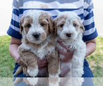 Small #2 Bernedoodle (Miniature)