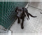 Small Labrador Retriever Mix