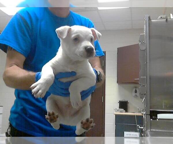 Medium Photo #1 American Pit Bull Terrier-Siberian Husky Mix Puppy For Sale in Fayetteville, NC, USA