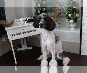 Mother of the Cavapoo puppies born on 03/26/2025