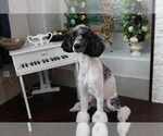Small Photo #1 Cavapoo Puppy For Sale in CITRUS HEIGHTS, CA, USA