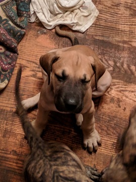 Medium Photo #23 Great Dane Puppy For Sale in WEIRTON, WV, USA