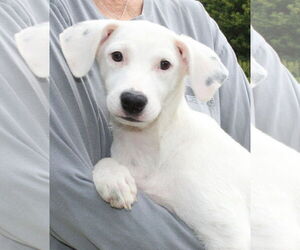 Border Collie-Spaniel Mix Dogs for adoption in Prattville, AL, USA