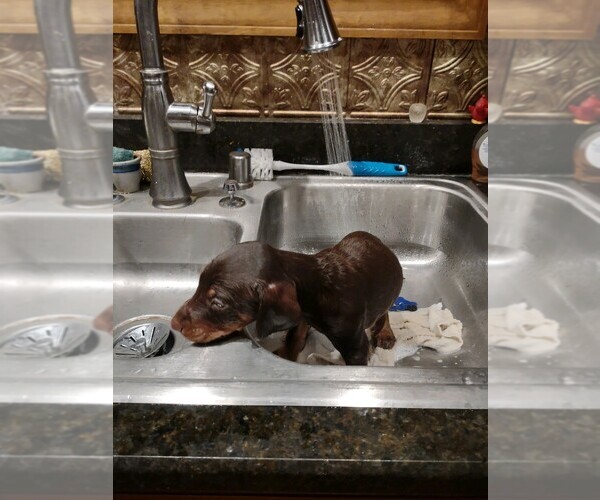 Medium Photo #4 Doberman Pinscher Puppy For Sale in BENTON, KY, USA