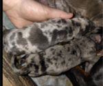 Small Photo #20 Dachshund Puppy For Sale in BON AQUA, TN, USA