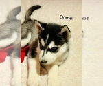 Small Photo #24 Siberian Husky Puppy For Sale in WASHBURN, WI, USA