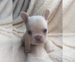 Small #1 French Bulldog