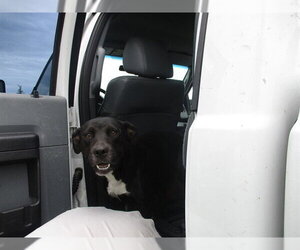 American Staffordshire Terrier-Labrador Retriever Mix Dogs for adoption in Ocala, FL, USA