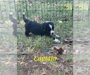 Sheepadoodle Puppy for sale in BAILEYTON, TN, USA