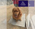 Small Golden Retriever