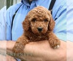 Small #3 Goldendoodle (Miniature)