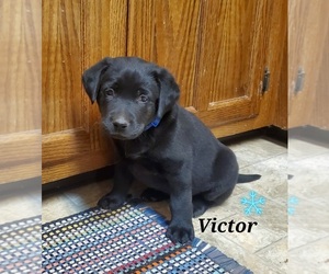 Chinese Shar-Pei-Labrador Retriever Mix Puppy for sale in BRIDGEWATER, VA, USA
