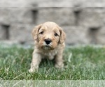 Small Photo #22 Australian Labradoodle Puppy For Sale in RICHLAND, WA, USA