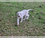 Small #3 Akbash Dog