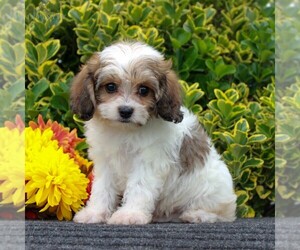 Cavachon Puppy for sale in GORDONVILLE, PA, USA