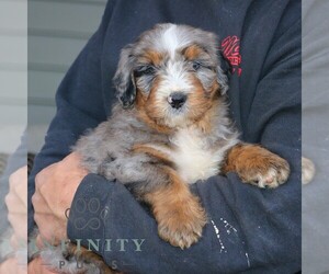 Bernedoodle (Miniature) Puppy for sale in MORGANTOWN, PA, USA