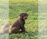 Small Photo #10 Chesapeake Bay Retriever Puppy For Sale in BOAZ, AL, USA