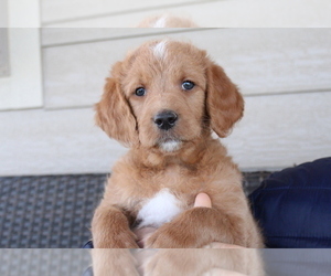 Labradoodle Puppy for sale in CASTLE ROCK, CO, USA