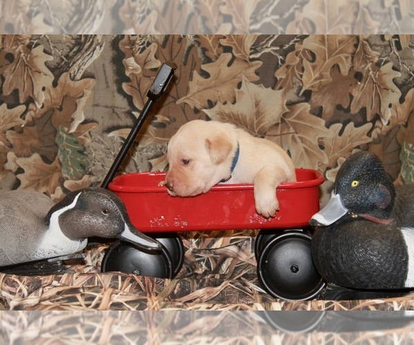 Medium Photo #1 Labrador Retriever Puppy For Sale in ANGIER, NC, USA